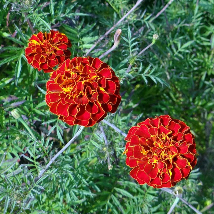 french-marigold-flower-seed