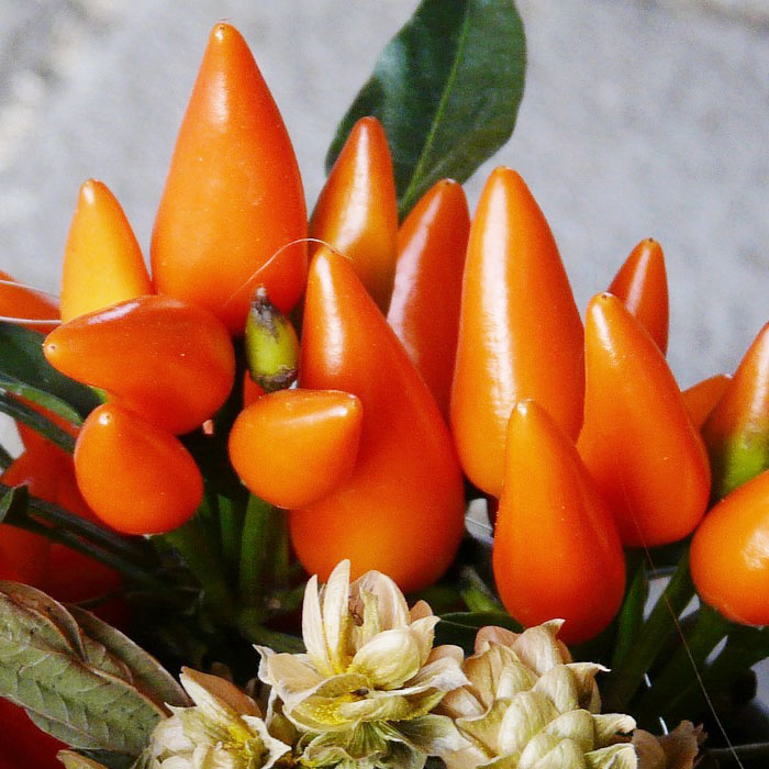 ornamental-chilli-flower-sseds