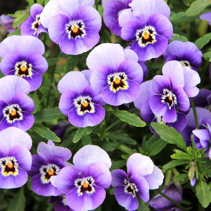 pansy-flower-seeds