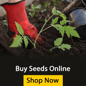 Buy Seeds Online