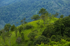 forest-munnar
