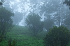 image-munnar