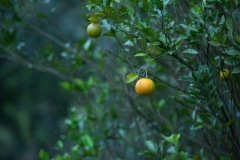 orange-munnar