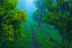 orange-plantation-munnar