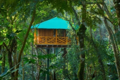 tree-house