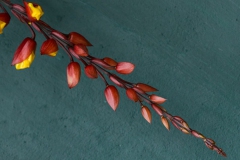 flower-munnar