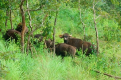 bafallo-thekkady-kerala-woodnote