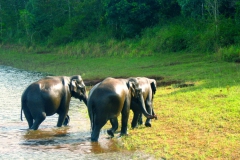 elephant-thekkady