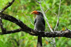 vezhambal-bird