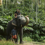 elephantride-thekkady