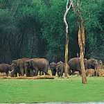 periyar-wildlife-thekkady