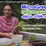 microgreen - Easy Vegetable at home