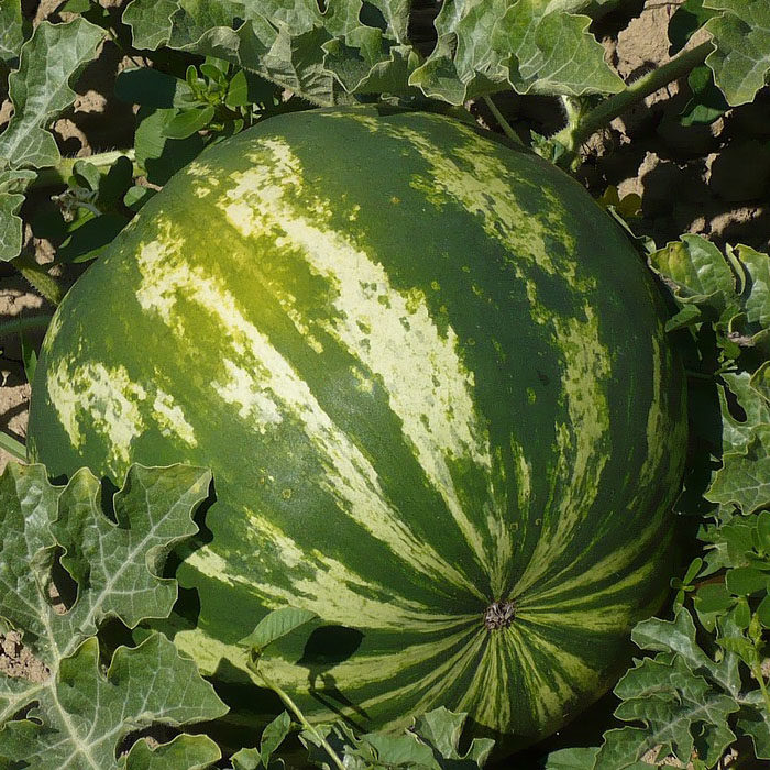 fruit-seed-watermelon