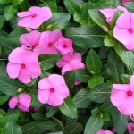 vinca-flower-seeds
