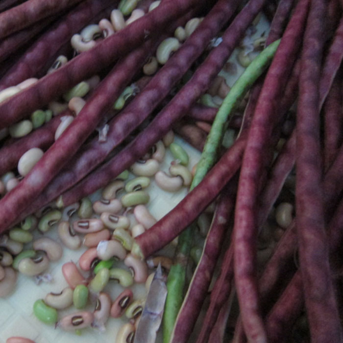 cowpea red