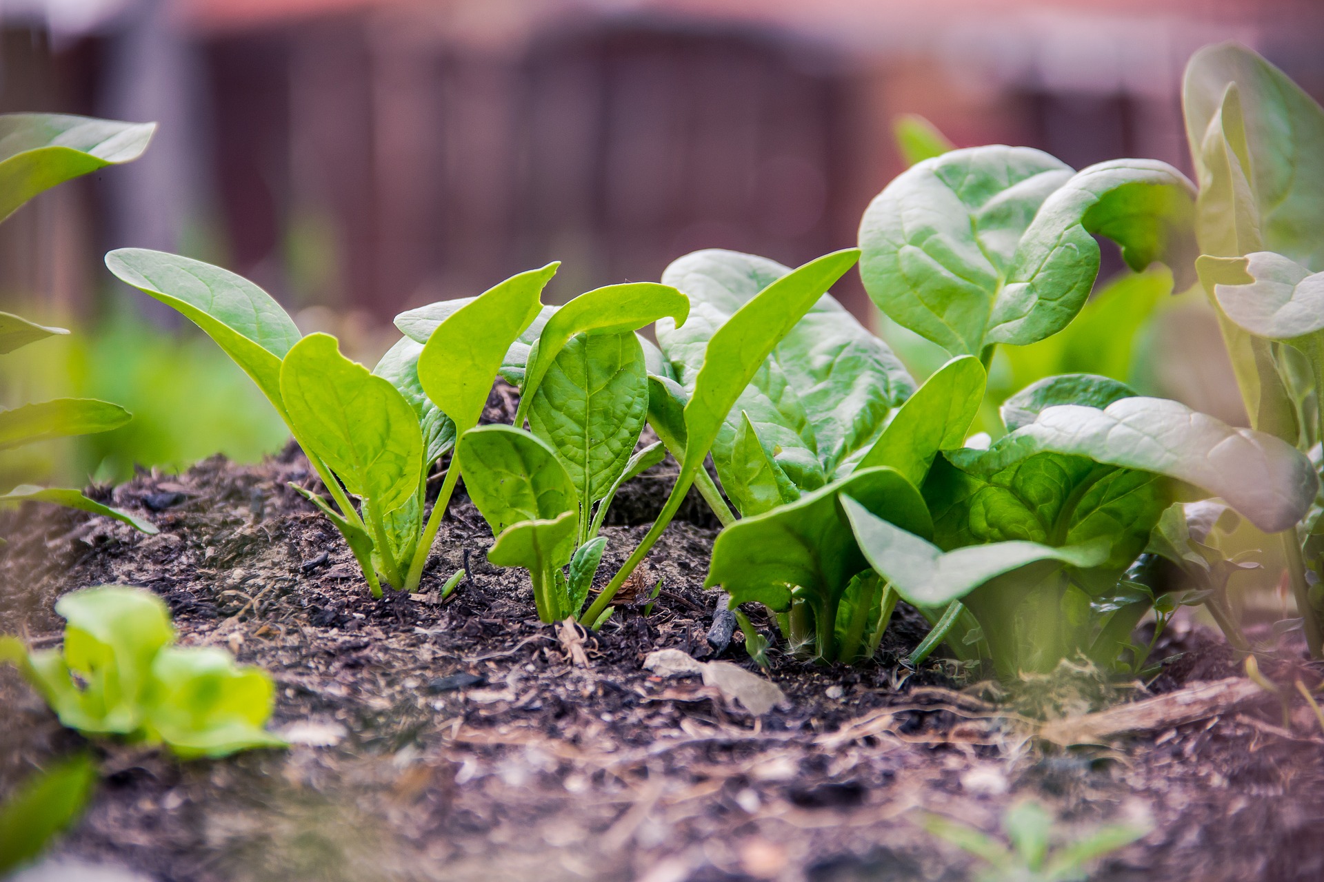 How To Grow Spinach Palak At Home Live Kerala