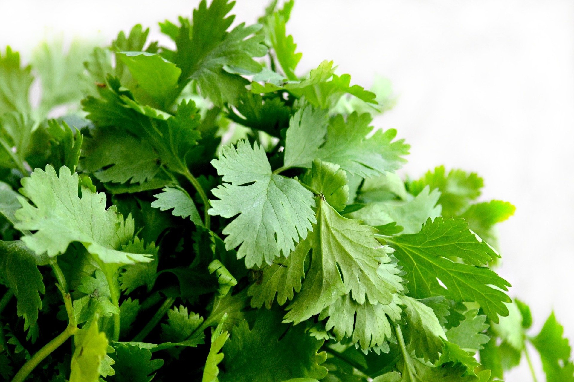 Coriander English Definition at Barbara Freeman blog