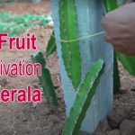 dragon fruit cultivation in Kerala
