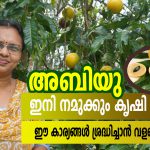 abiu cultivation is easy now