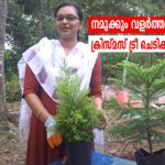 christmas-tree-planting-cultivation