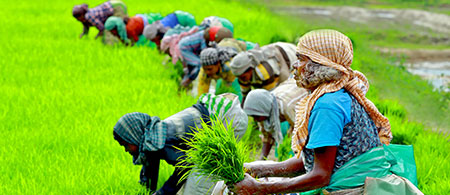 Paddy Cultivation in Vayal Veedu