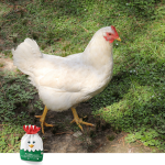 live-chicken