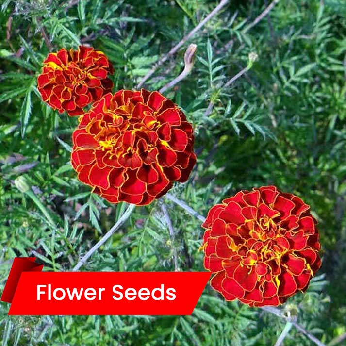 High Quality French Marigold Seed - Live Kerala