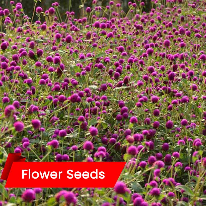 Color in Your Garden with Gomphrena Mixed Marvels - Live Kerala