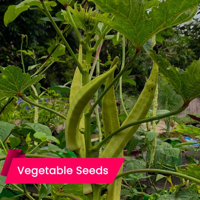 From Seed to Harvest: Mastering the Art of Okra Cultivation - Live Kerala