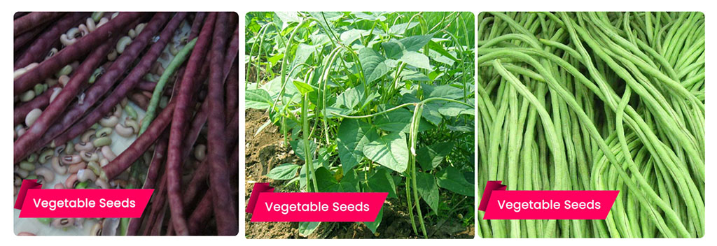 buy cow pea seeds 