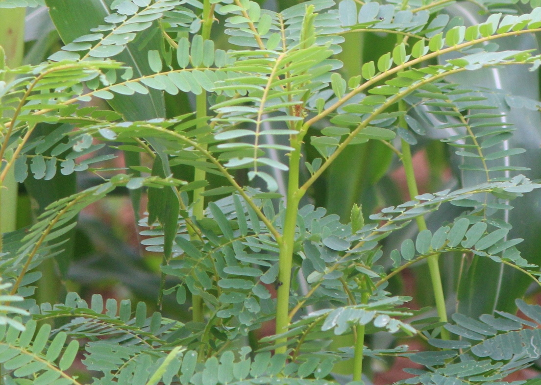 buy agathy cheera seeds online