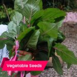 buy Amaranthus pink beauty seeds