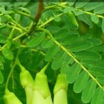 buy agathy-cheera seeds