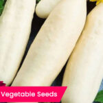 cucumber white seeds