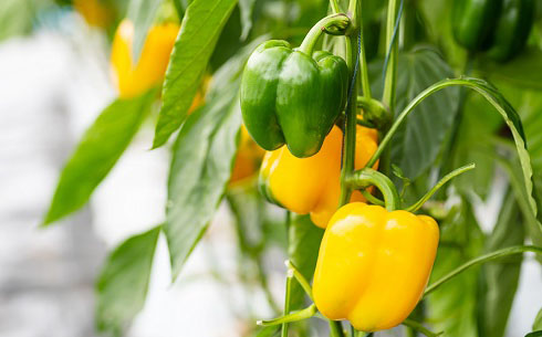 Buy Capsicum Yellow Seeds