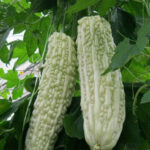 Buy bitter gourd seeds