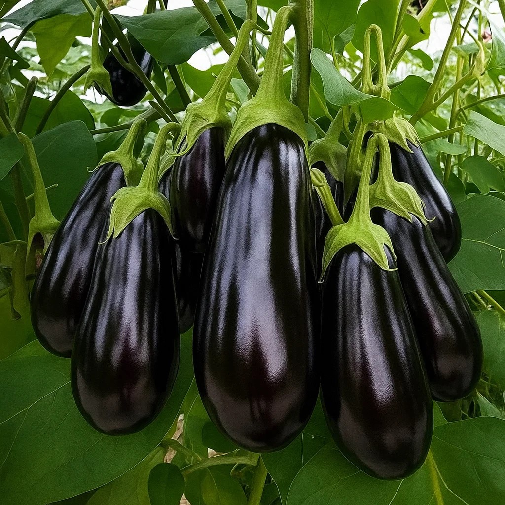 brinjal black beauty vegetabel seeds