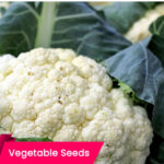 buy cauliflower seeds online - premium quality vegetable seeds