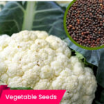 buy cauliflower seeds - grow cauliflower at home, premium quality vegetable seeds onnline