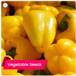 Buy Capsicum Yellow Seeds