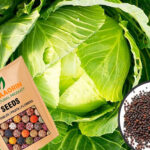 cabbage-cultivation-cabbage-seeds-buy-online