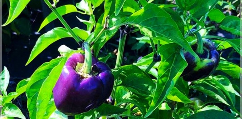 buy capsicum  bell pepper purple