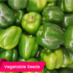 capsicum-green-seeds-buy-online premium quality vegetabel seeds