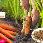 carrot-seeds-buy-online premium seeds online
