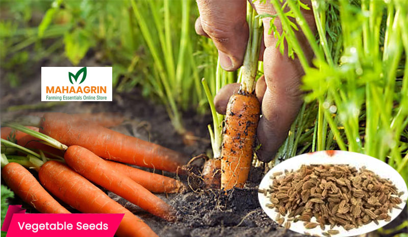 carrot-seeds-buy-online premium seeds online