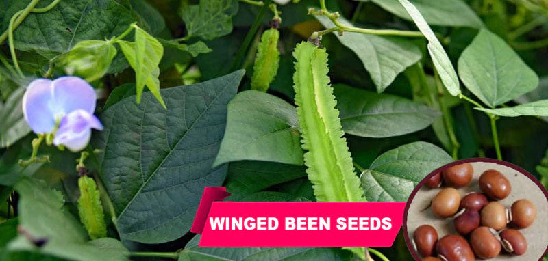 Buy Winged Beans Seeds online