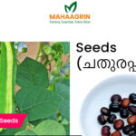 Buy Winged Beans Seeds online