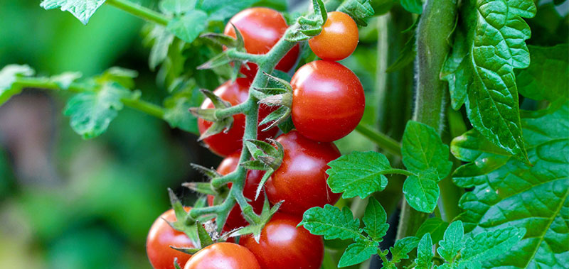 Buy Cherry Tomato Seeds
