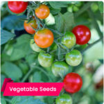 Buy Cherry Tomato Seeds