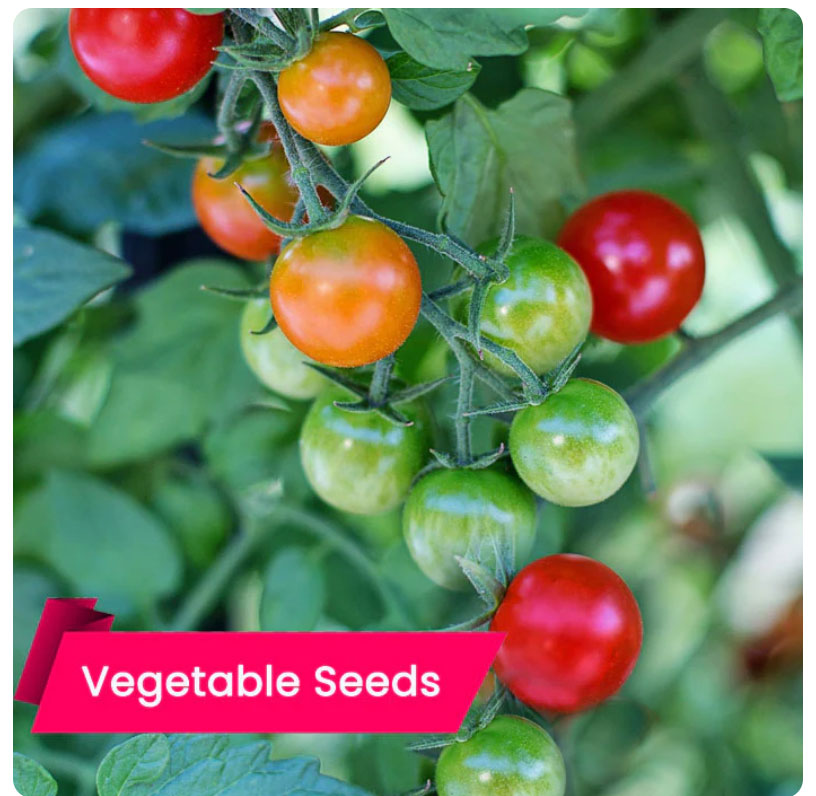 Buy Cherry Tomato Seeds
